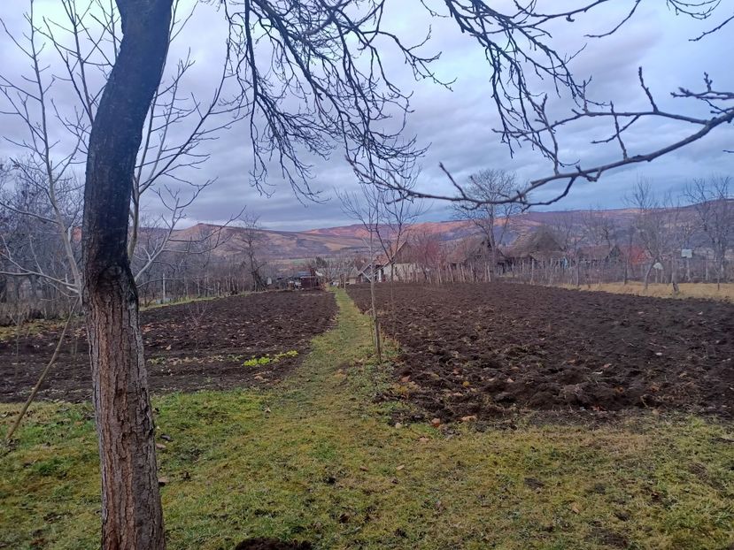 Img.2024.01.04 - Grădina mea de la țară