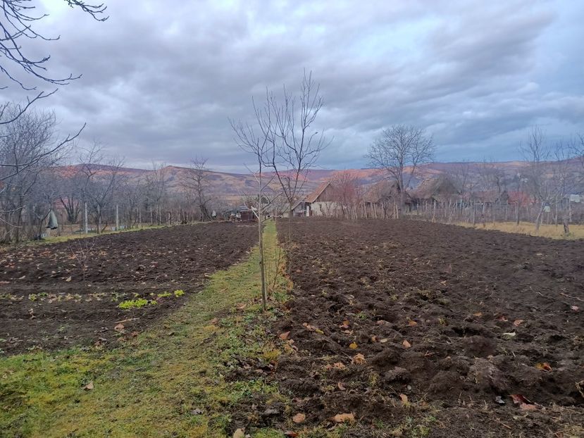 Img.2024.01.04 - Grădina mea de la țară