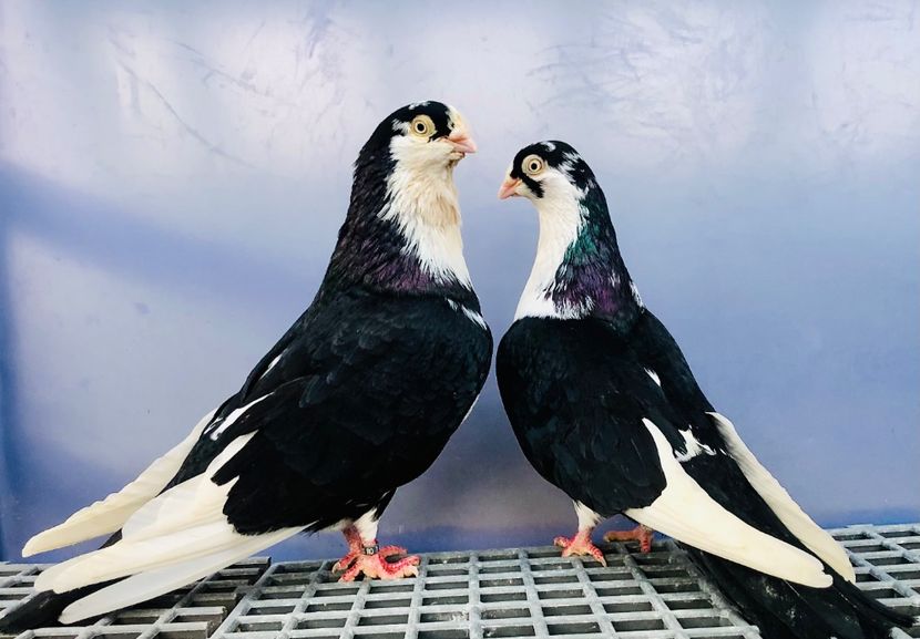 Perechea  4 - B - Perechi 2024