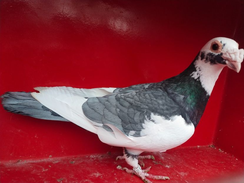  - ANDALUZI HOMOZIGOTI