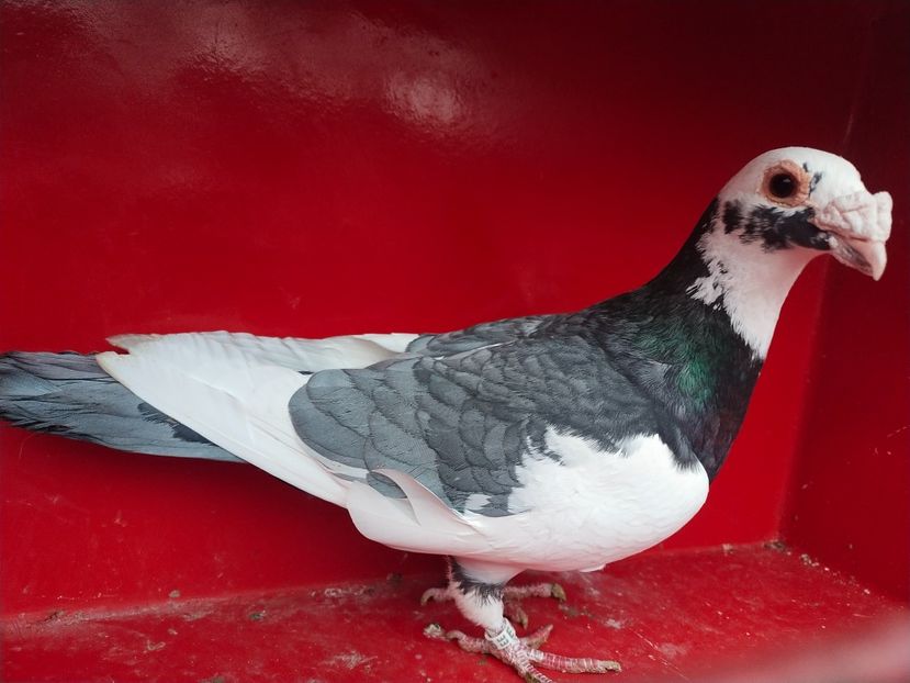  - ANDALUZI HOMOZIGOTI