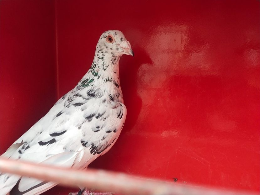  - ANDALUZI HOMOZIGOTI