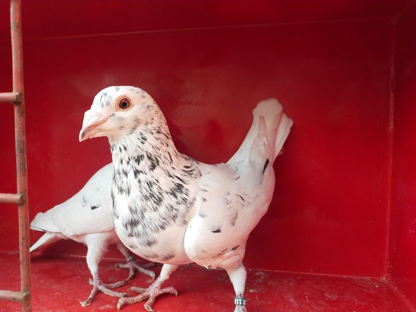  - ANDALUZI HOMOZIGOTI