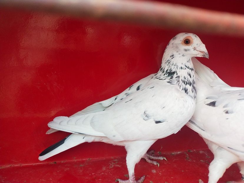  - ANDALUZI HOMOZIGOTI