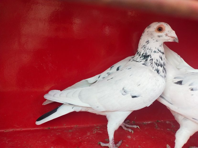  - ANDALUZI HOMOZIGOTI