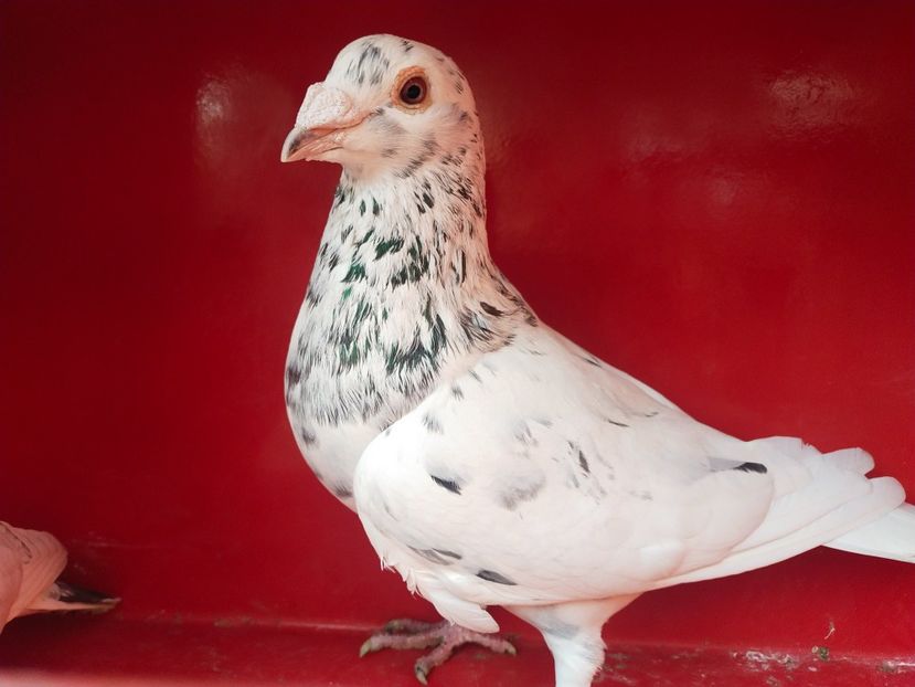  - ANDALUZI HOMOZIGOTI