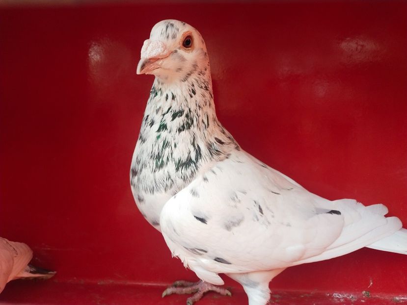  - ANDALUZI HOMOZIGOTI