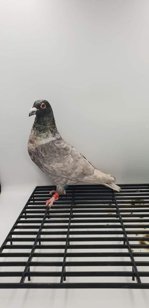  - Nu îmi aparțin 7