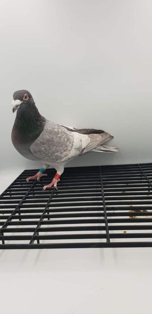  - Nu îmi aparțin 7