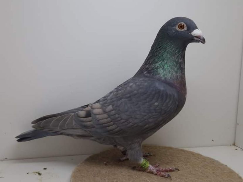  - Nu îmi aparțin 7