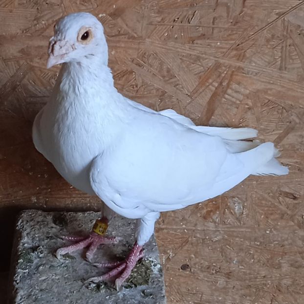 Mascul 2019 - Albi