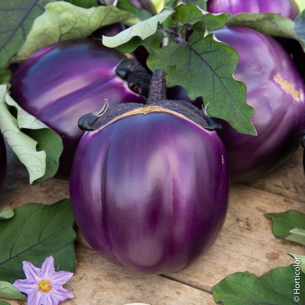 Solanum Melongena Violetta di Firenze - SEMINTE DE LEGUME -2024