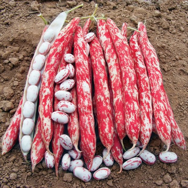 Phaseolus Vulgaris Borlotto Lingua di Fuoco - SEMINTE DE LEGUME -2025
