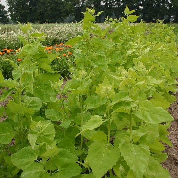 Atriplex Hortensis verde - SEMINTE DE LEGUME -2025