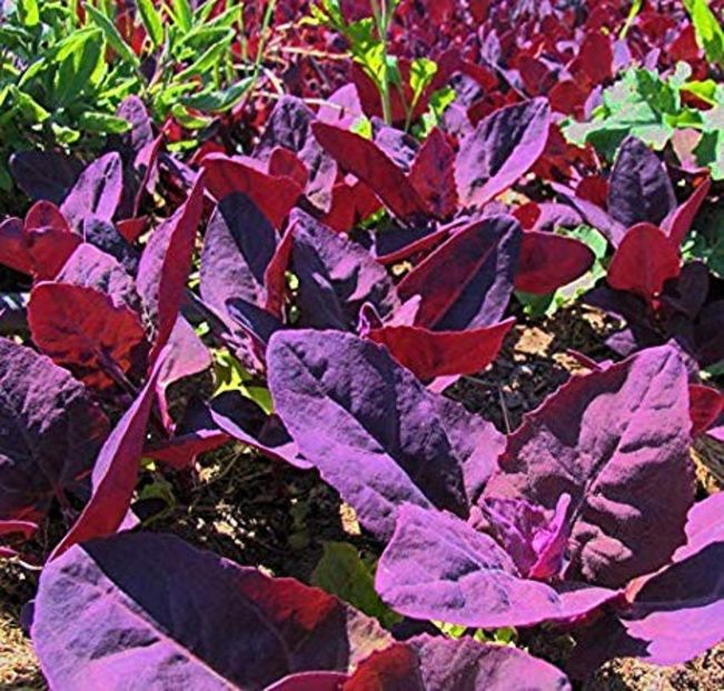 Atriplex Hortensis. - SEMINTE DE LEGUME -2025