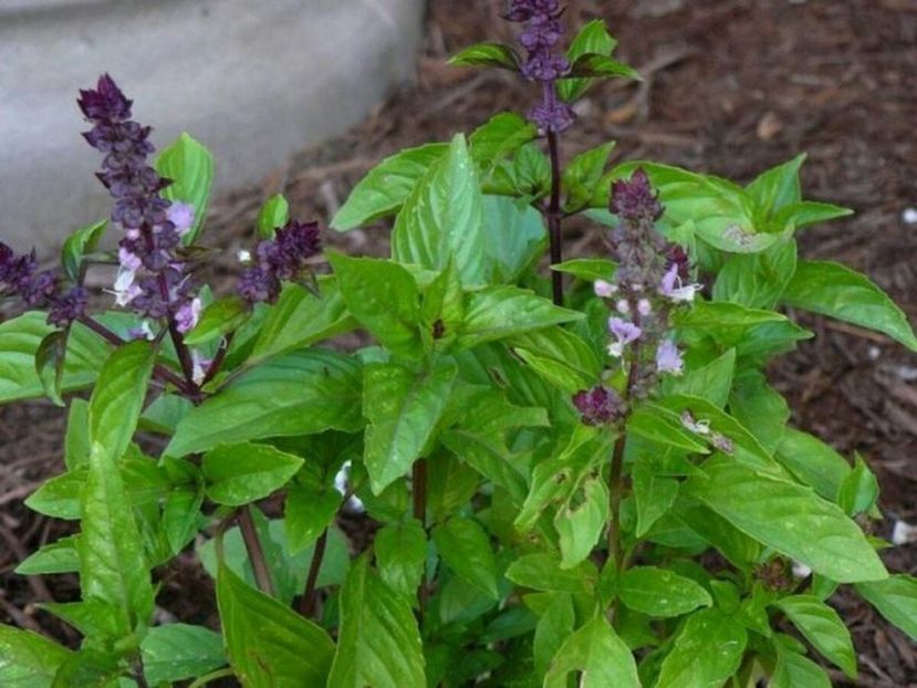 busuiocCinnamon - SEMINTE DE LEGUME -2025