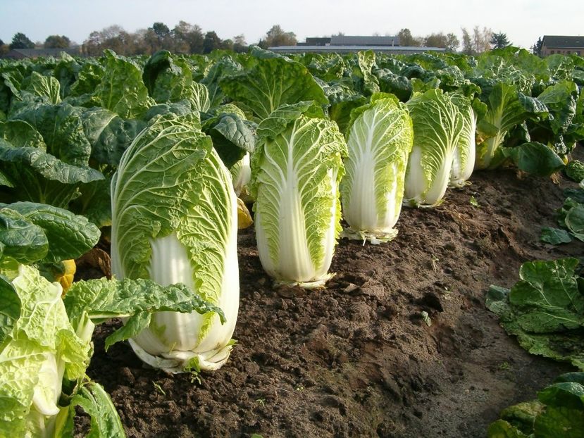 Brassica Rapa Pekinsis Wong Bok - SEMINTE DE LEGUME -2025