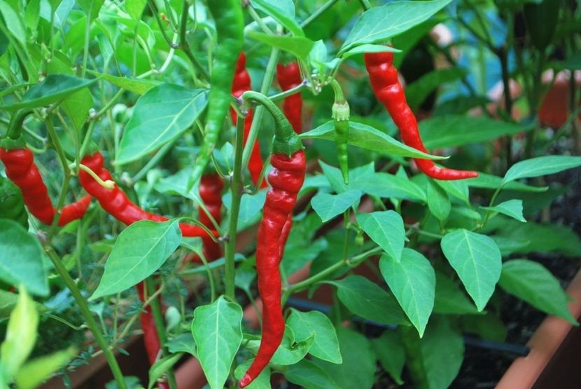 Capsicum Annum Cayenne. - SEMINTE DE LEGUME -2025