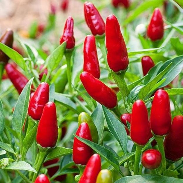 Capsicum Annum Little Wonde - SEMINTE DE LEGUME -2025
