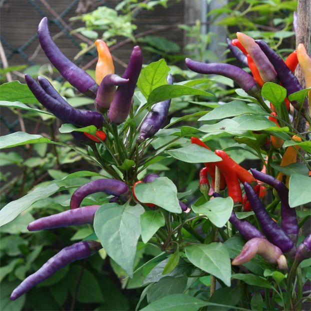 Capsicum Annum Masquerade - SEMINTE DE LEGUME -2025