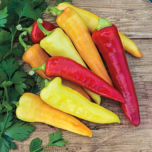 Capsicum Annum Sweet Banana. - SEMINTE DE LEGUME -2025