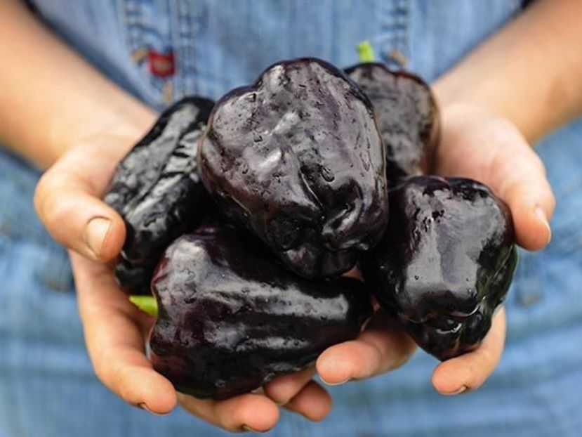 Capsicum Annum Zulu. - SEMINTE DE LEGUME -2025