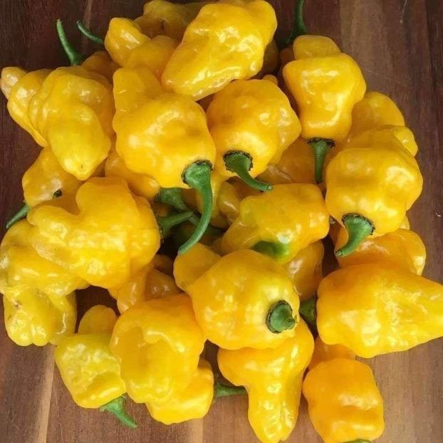 Capsicum Chinense Habanero Lemon, - SEMINTE DE LEGUME -2025