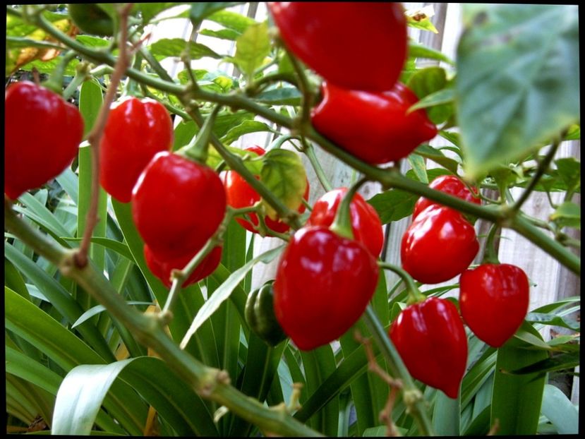 Capsicum Chinense Habanero red - SEMINTE DE LEGUME -2025