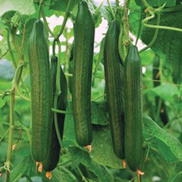 Cucumber-Telegraph - SEMINTE DE LEGUME -2026