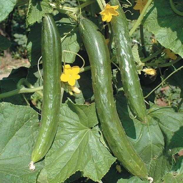 Cucumis sativus „Longo da China - SEMINTE DE LEGUME -2025