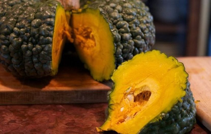 Cucurbita Marina di Chioggia - SEMINTE DE LEGUME -2025