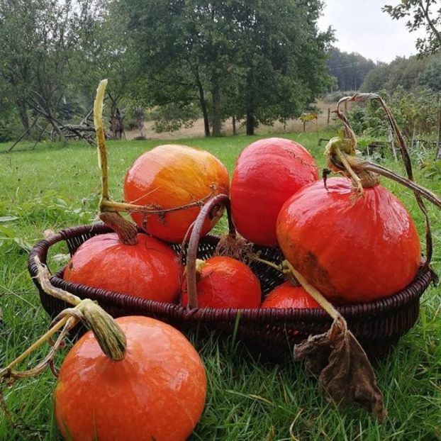 Cucurbita Uchiki Kuri - SEMINTE DE LEGUME -2025