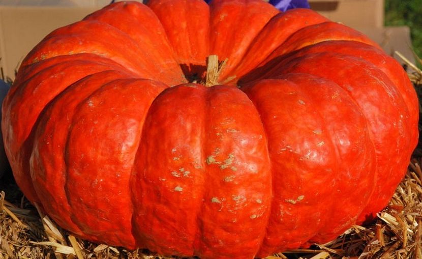 Curcubita Maxima Rouge Vif d'Etampes - SEMINTE DE LEGUME -2025