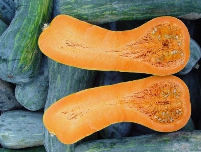 Curcubita Moschata Lunga Piena di Napoli, - SEMINTE DE LEGUME -2025