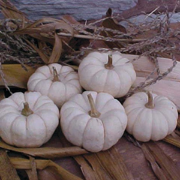 Curcubita Pepo Baby Boo - SEMINTE DE LEGUME -2025