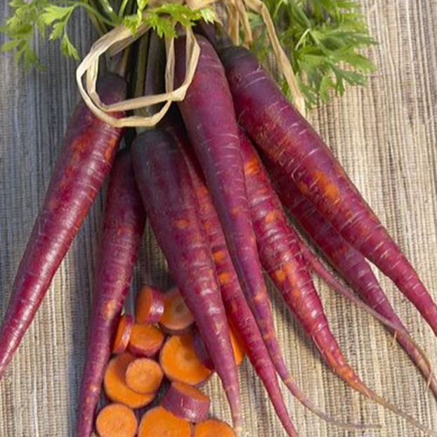 Daucus Carota Cosmic Purple - SEMINTE DE LEGUME -2025