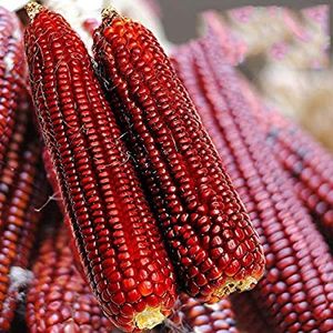 Bloody Butcher. - SEMINTE DE LEGUME -2025