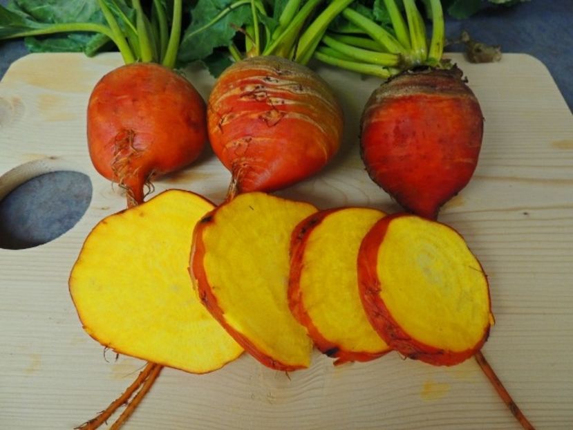 Beta Vulgaris Burpees Golden - SEMINTE DE LEGUME -2025