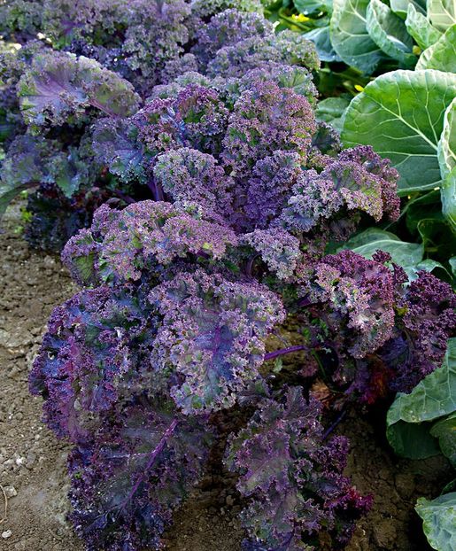 Brassica Oleracea AcephalaScarlet - SEMINTE DE LEGUME -2025