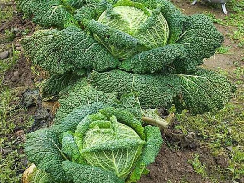 Brassica Oleracea Capita Sabauda Aubervilliers. - SEMINTE DE LEGUME -2025