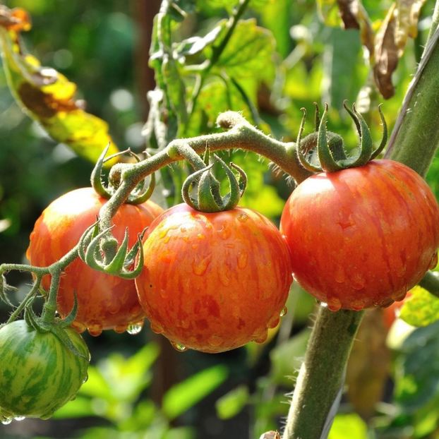 Lycopersicon Esculentum Tigerella.. - SEMINTE DE LEGUME -2025