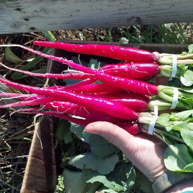 Raphanus Sativus  Long Scarlet - SEMINTE DE LEGUME -2025