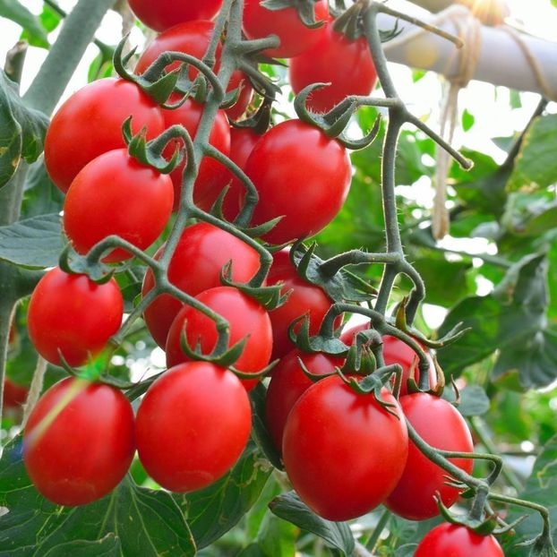 Solanum Lycopersicum Principe Borghese - SEMINTE DE LEGUME -2025