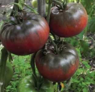 Solanum Lycopersicum Black Russian - SEMINTE DE LEGUME -2025