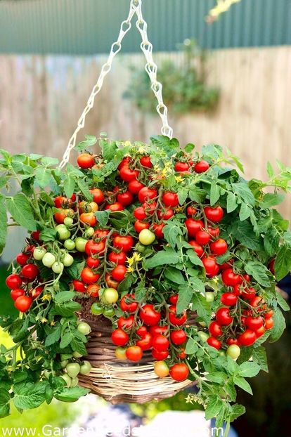 tomate Balkonstar - SEMINTE DE LEGUME -2025