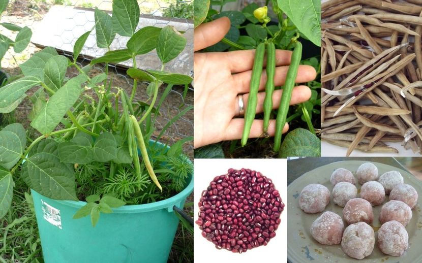 Vigna Angularis Adzuki - SEMINTE DE LEGUME -2025