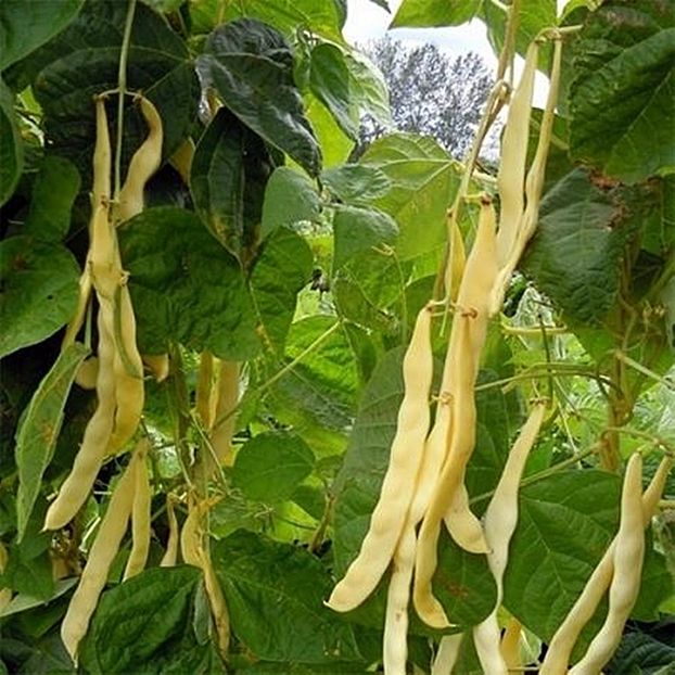 Phaseolus Vulgaris „Aurie de Bacau”. - SEMINTE DE LEGUME -2025