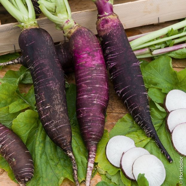 ridichi Violet de Gournay - SEMINTE DE LEGUME -2025