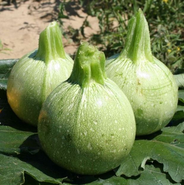 Tondo Chiaro di Nizza - SEMINTE DE LEGUME -2025