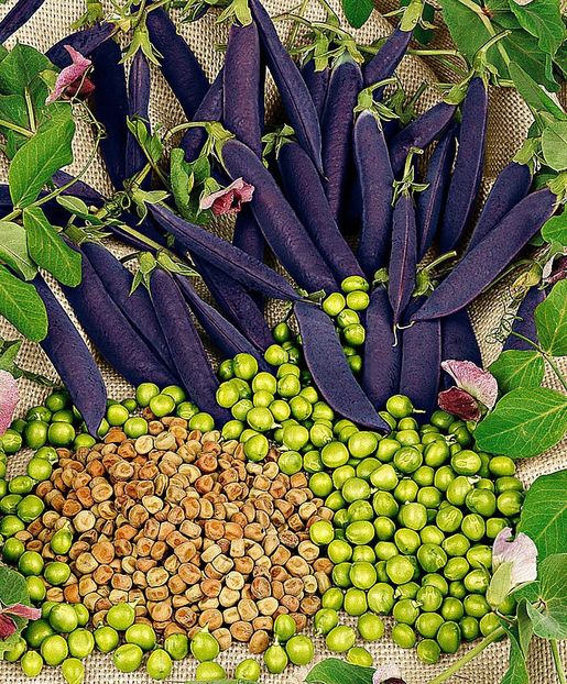 Pisum Sativum Ezetha's Krombek - SEMINTE DE LEGUME -2025